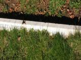 image of grave number 489440